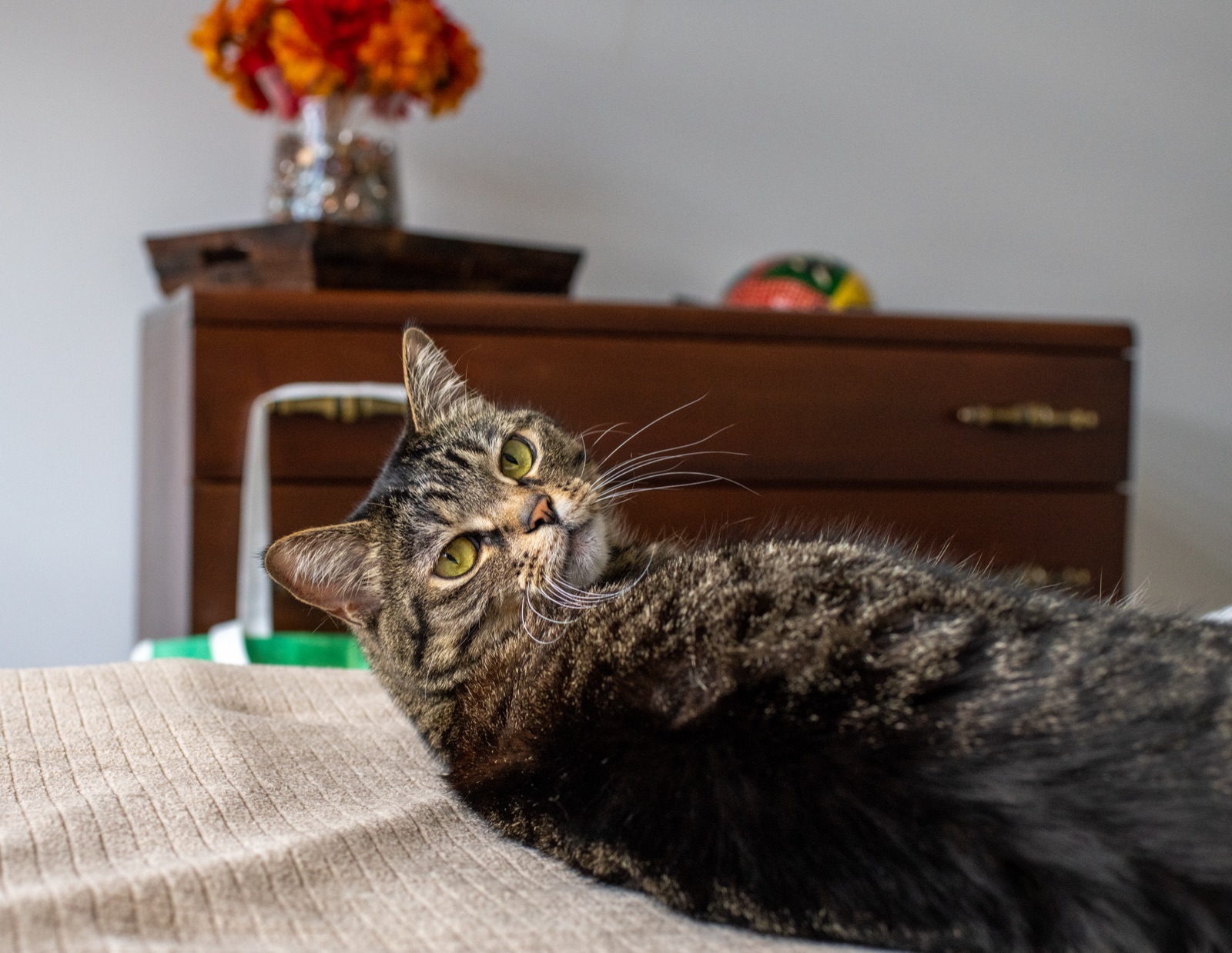My cat, a tabby, sprawled on a knit blanket, head tipped all the way back to give the camera an upside-down look