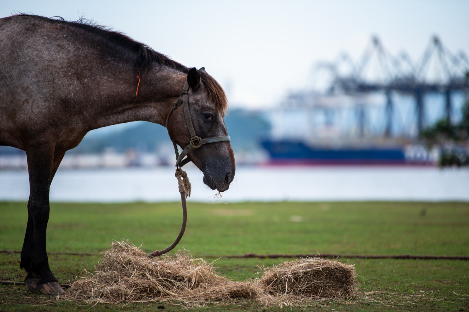 A gray horse bowing to its hay on harbor grass, container cranes and a ship soft in the distance